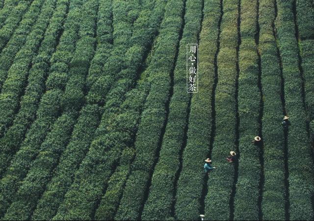 如何掘金500億新茶飲市場，打造一杯有故事的黑龍茶？