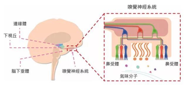 讓消費者欲罷不能的氣味營銷，餐飲人該如何實現(xiàn)？ | 餐見