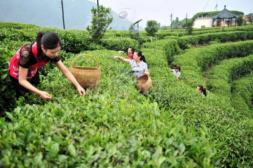 以產(chǎn)品或空間打底來售賣生活方式，這才是井噴的新茶飲品牌的歸路？|餐飲界