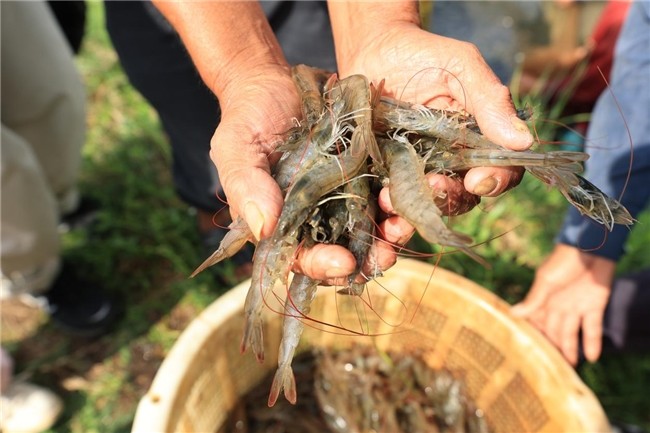 布局產(chǎn)業(yè)生態(tài) 鍋圈“單廠單品”模式助北海蝦滑實力出圈|餐飲界